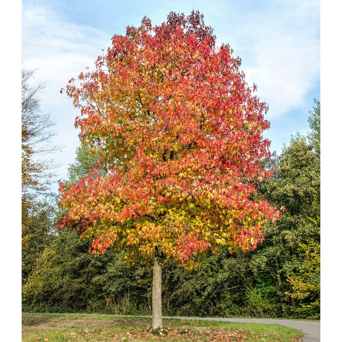Liquidambar Styraciflua 'happidaze' - View 1 from www redcrocus com