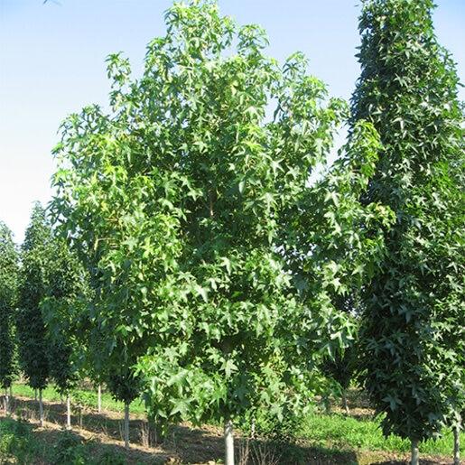 Liquidambar Styraciflua 'happidaze' - View 20 from www redcrocus com