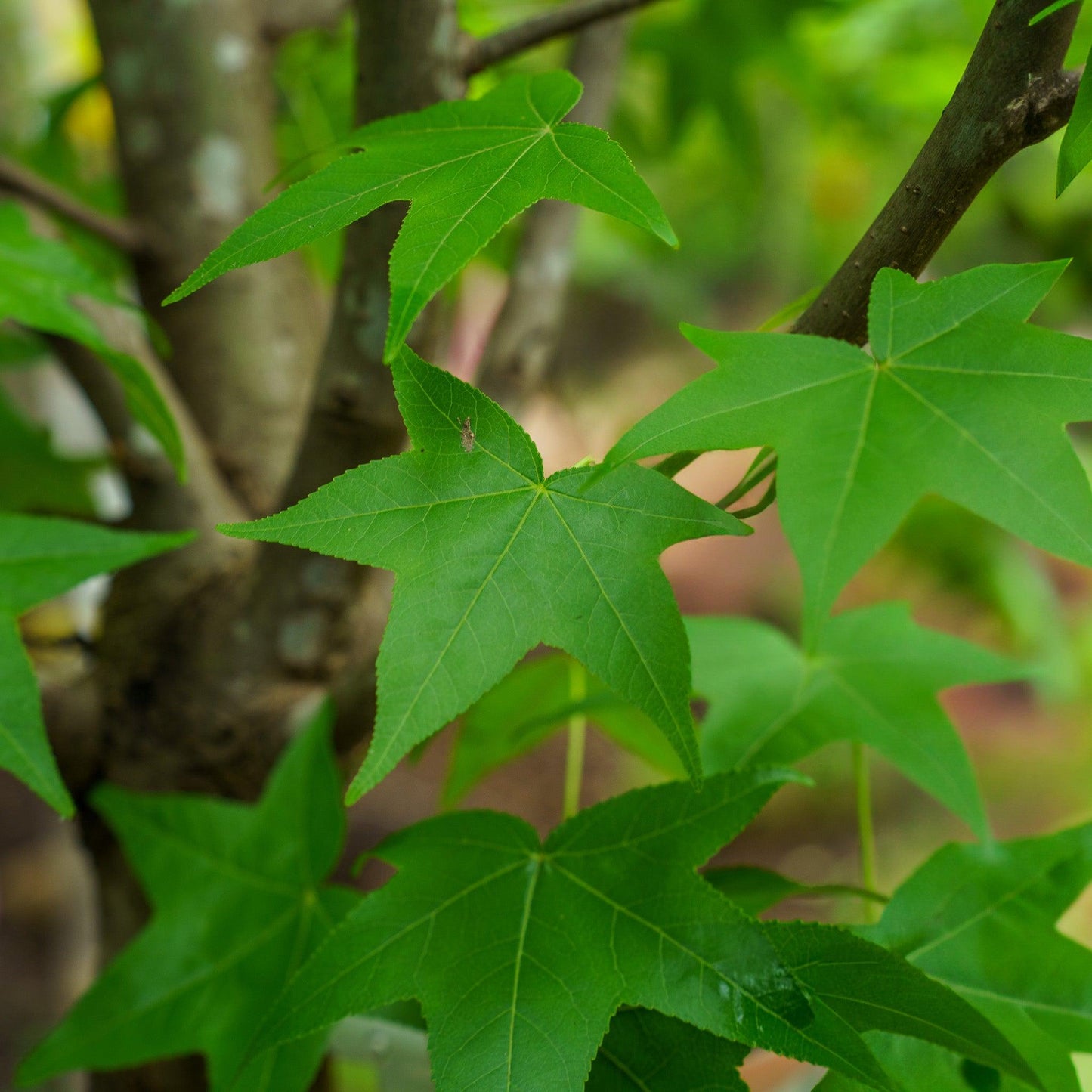 Liquidambar Styraciflua 'happidaze' - View 23 from www redcrocus com