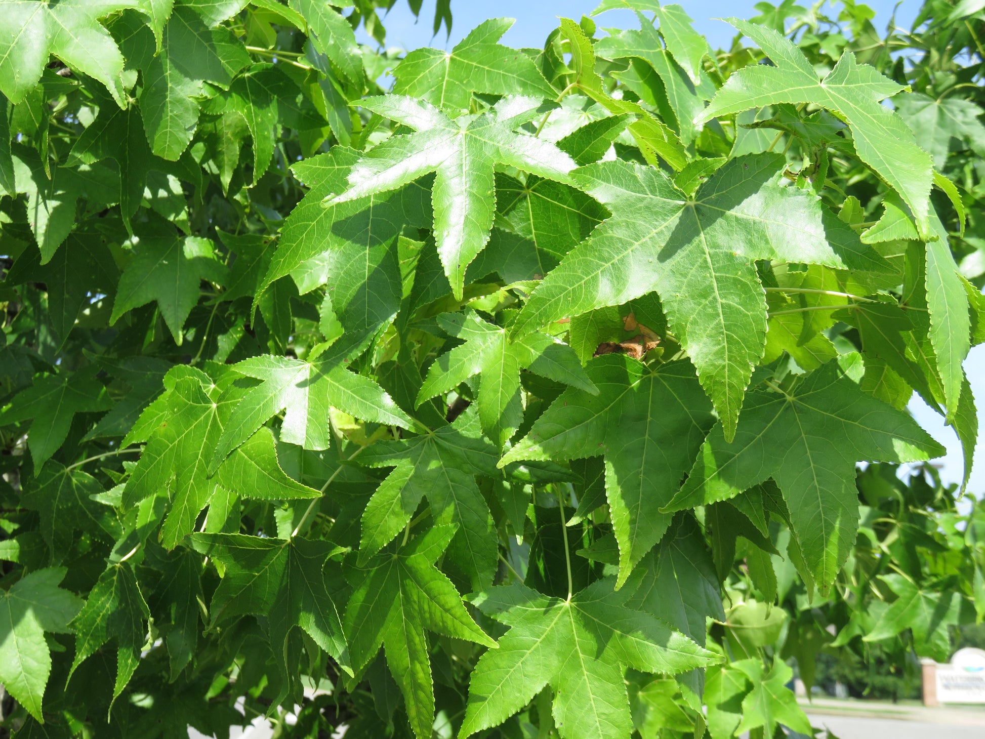 Liquidambar Styraciflua 'happidaze' - View 25 from www redcrocus com