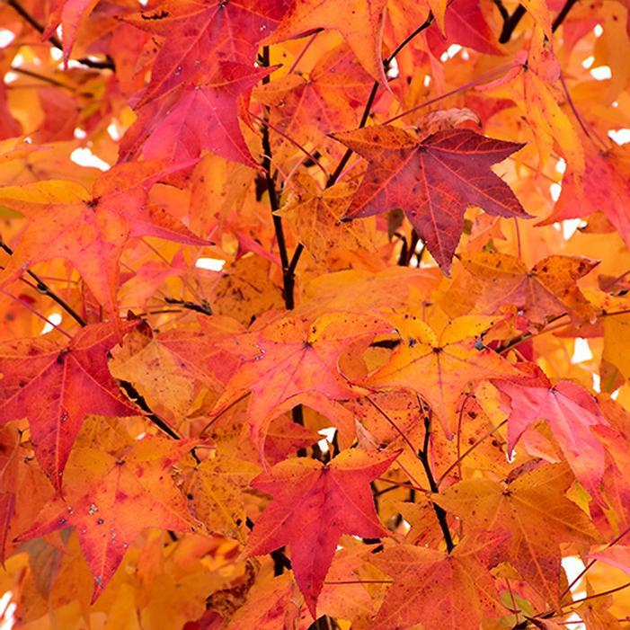 Liquidambar Styraciflua 'happidaze' - View 3 from www redcrocus com