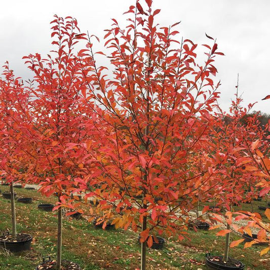Nyssa Sylvatica 'wild Fire' - View 10 from www redcrocus com