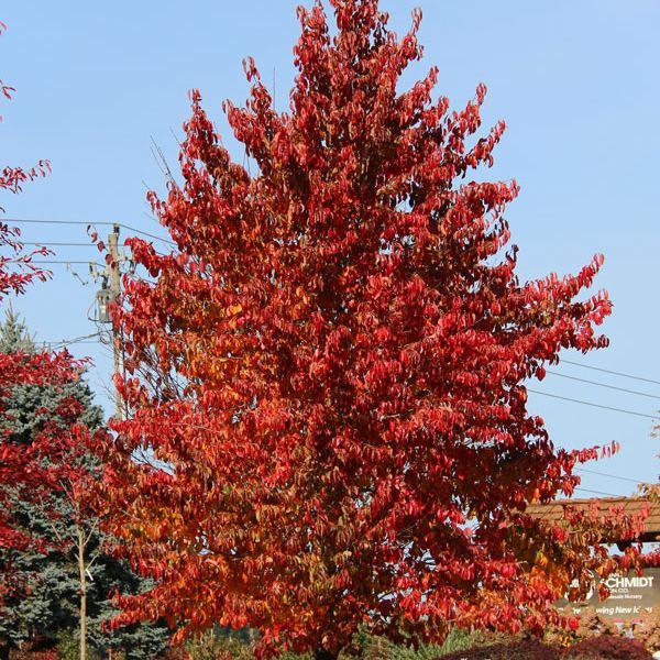 Nyssa Sylvatica 'wild Fire' - View 11 from www redcrocus com