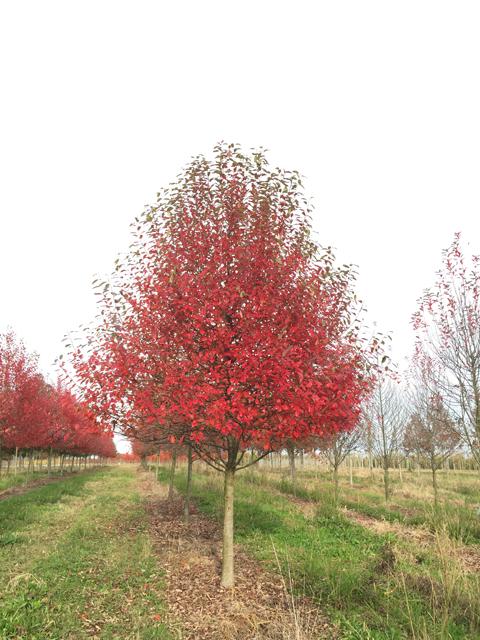 Nyssa Sylvatica 'wild Fire' - View 13 from www redcrocus com