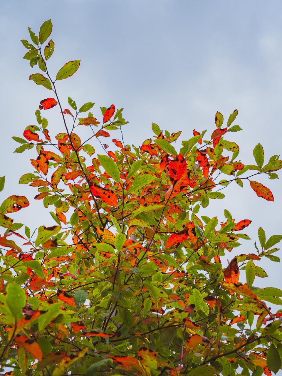 Nyssa Sylvatica 'wild Fire' - View 14 from www redcrocus com