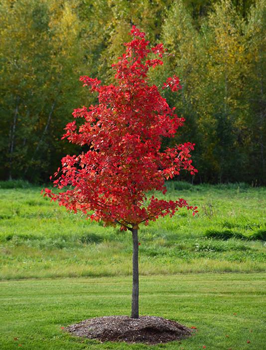 Nyssa Sylvatica 'wild Fire' - View 17 from www redcrocus com