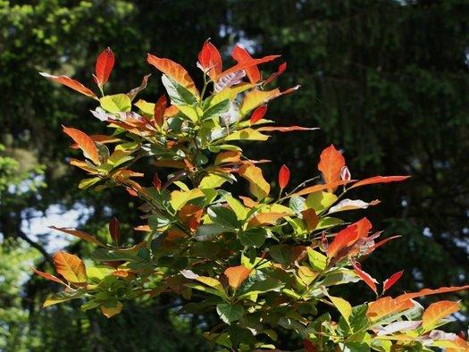 Nyssa Sylvatica 'wild Fire' - View 19 from www redcrocus com