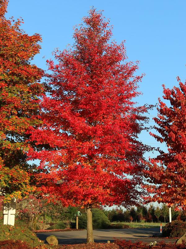 Nyssa Sylvatica 'wild Fire' - View 26 from www redcrocus com