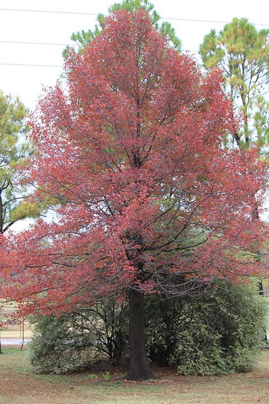 Nyssa Sylvatica 'wild Fire' - View 31 from www redcrocus com
