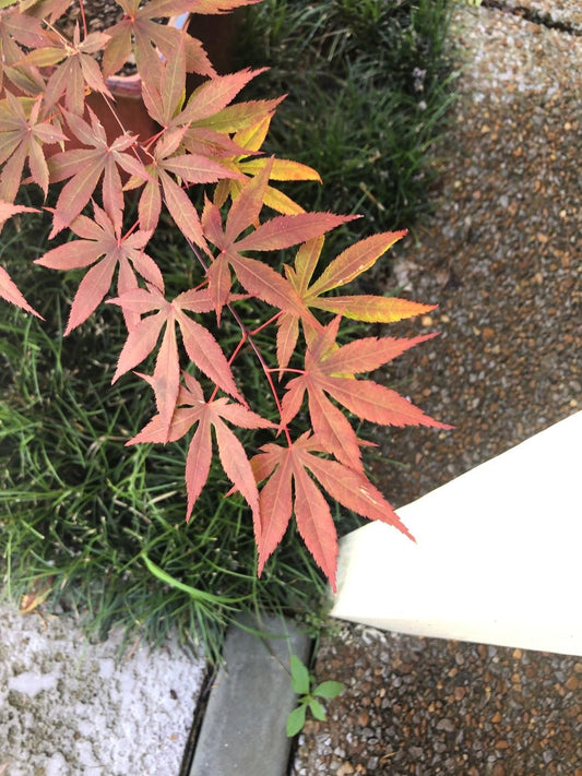 Acer Palmatum 'kinran' - View 10 from www redcrocus com