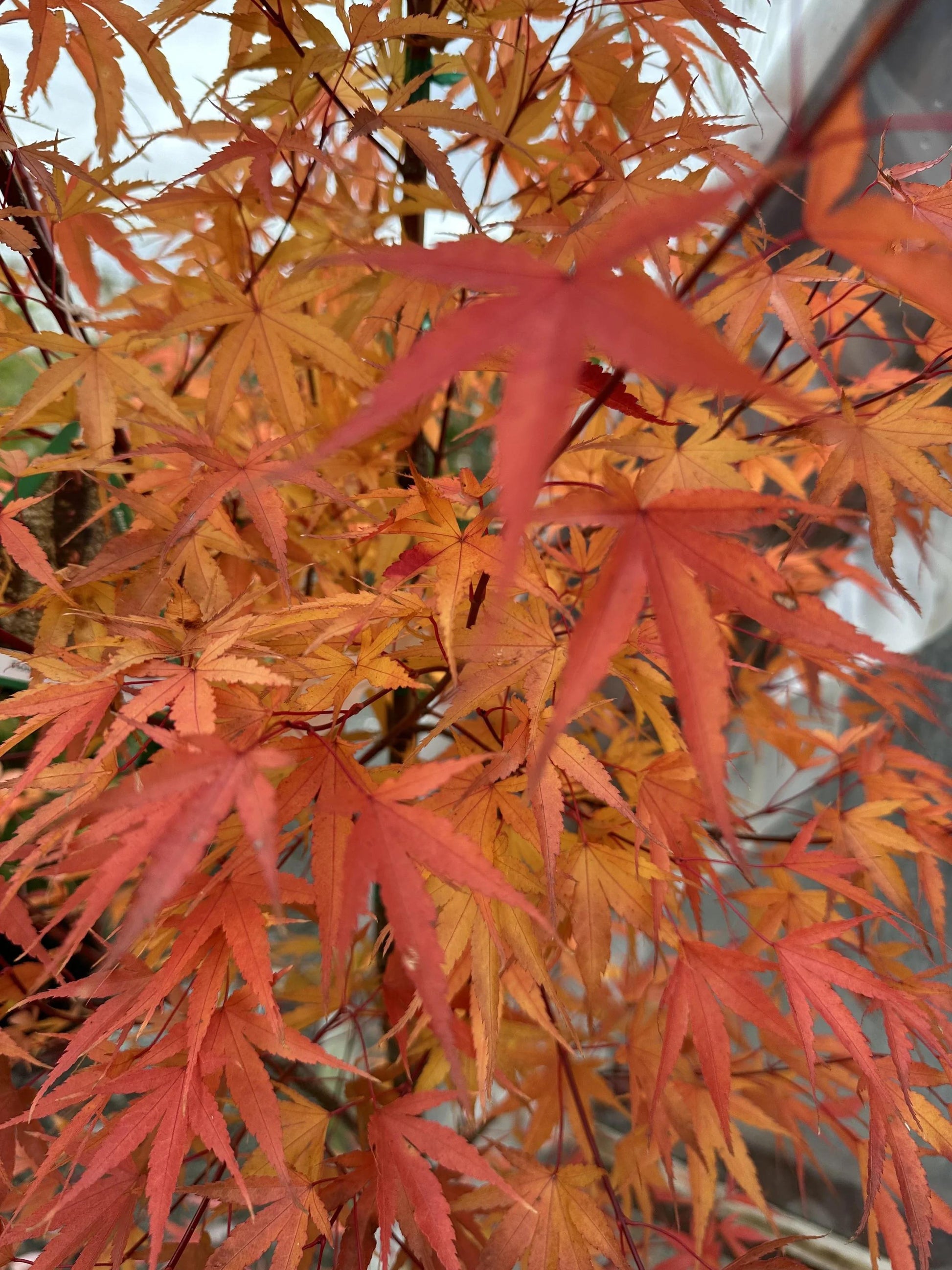 Acer Palmatum 'kinran' - View 12 from www redcrocus com