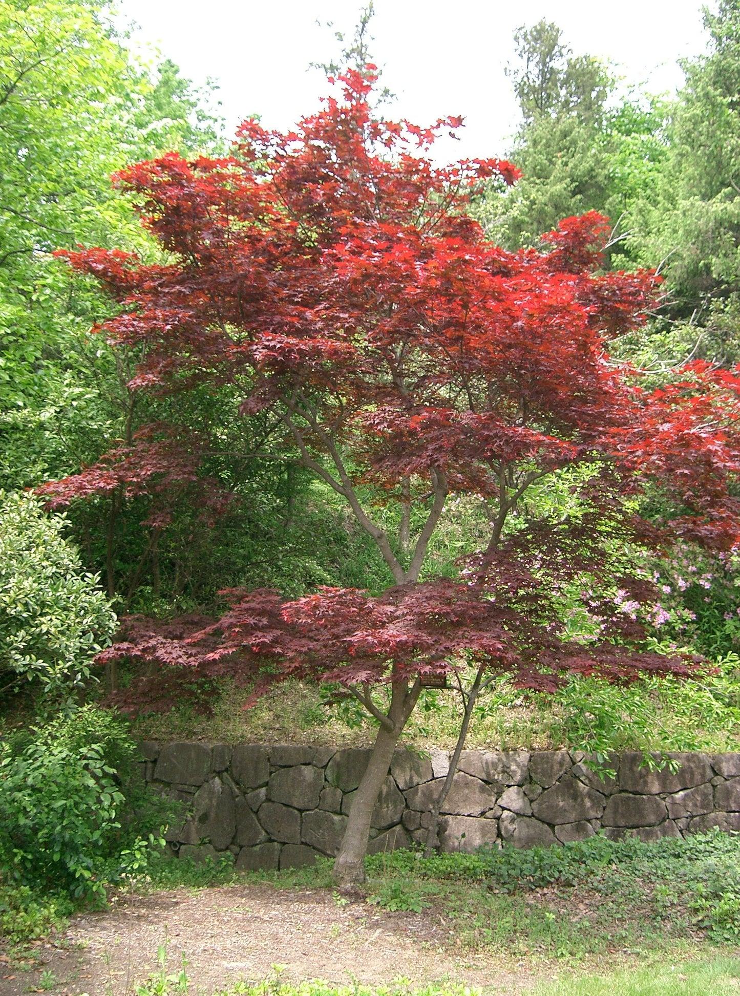 Acer Palmatum 'kinran' - View 13 from www redcrocus com