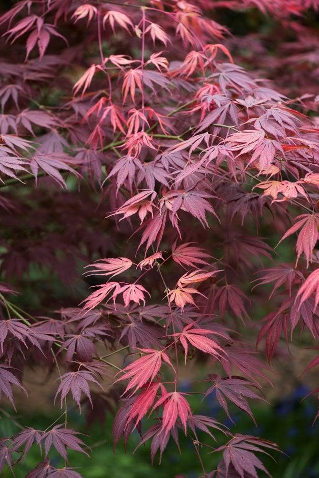 Acer Palmatum 'kinran' - View 14 from www redcrocus com