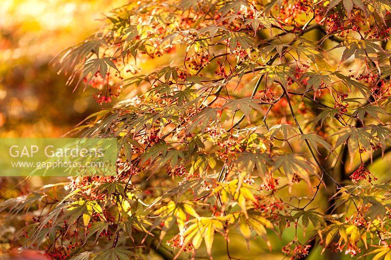 Acer Palmatum 'kinran' - View 16 from www redcrocus com