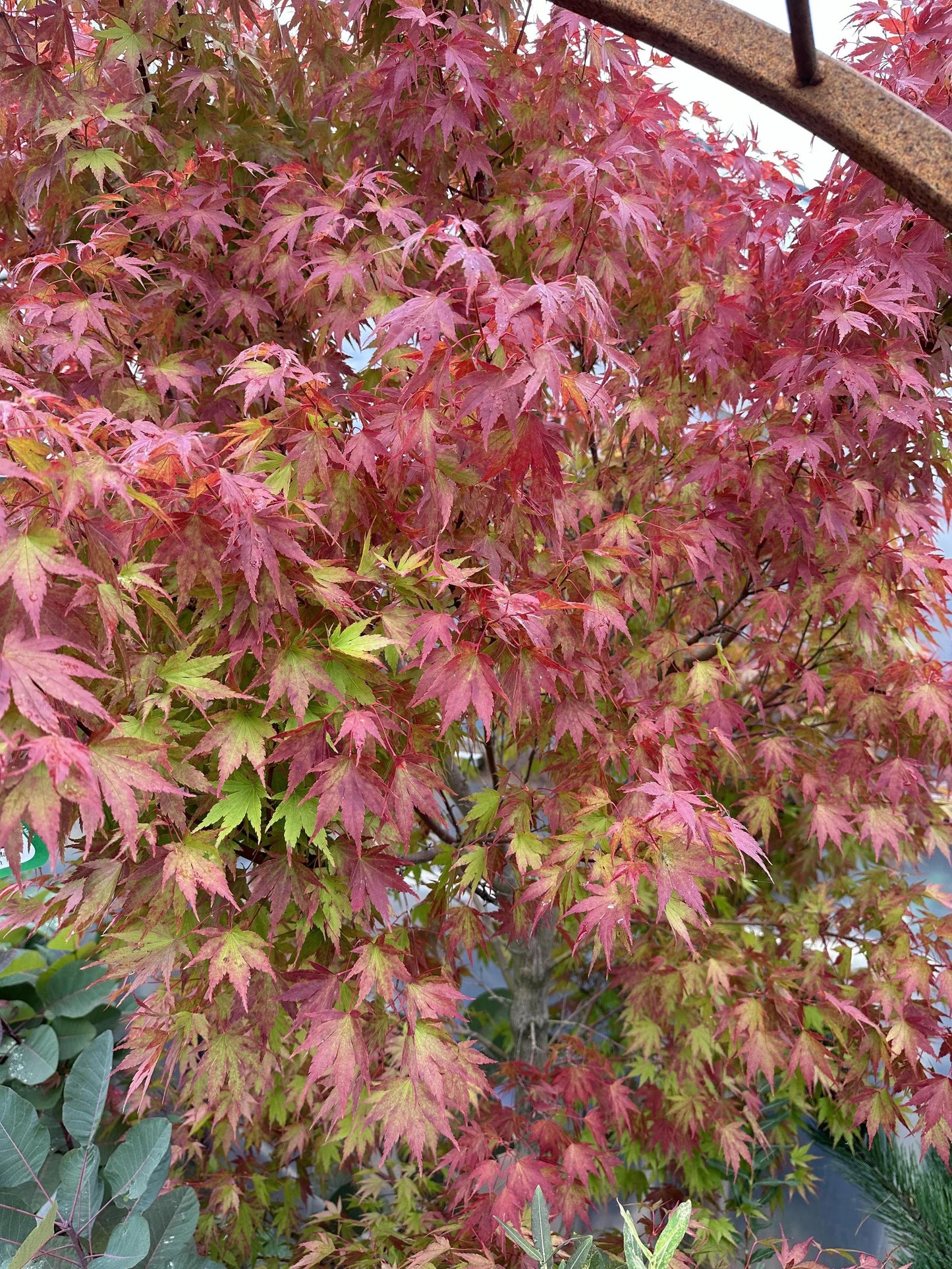 Acer Palmatum 'kinran' - View 17 from www redcrocus com