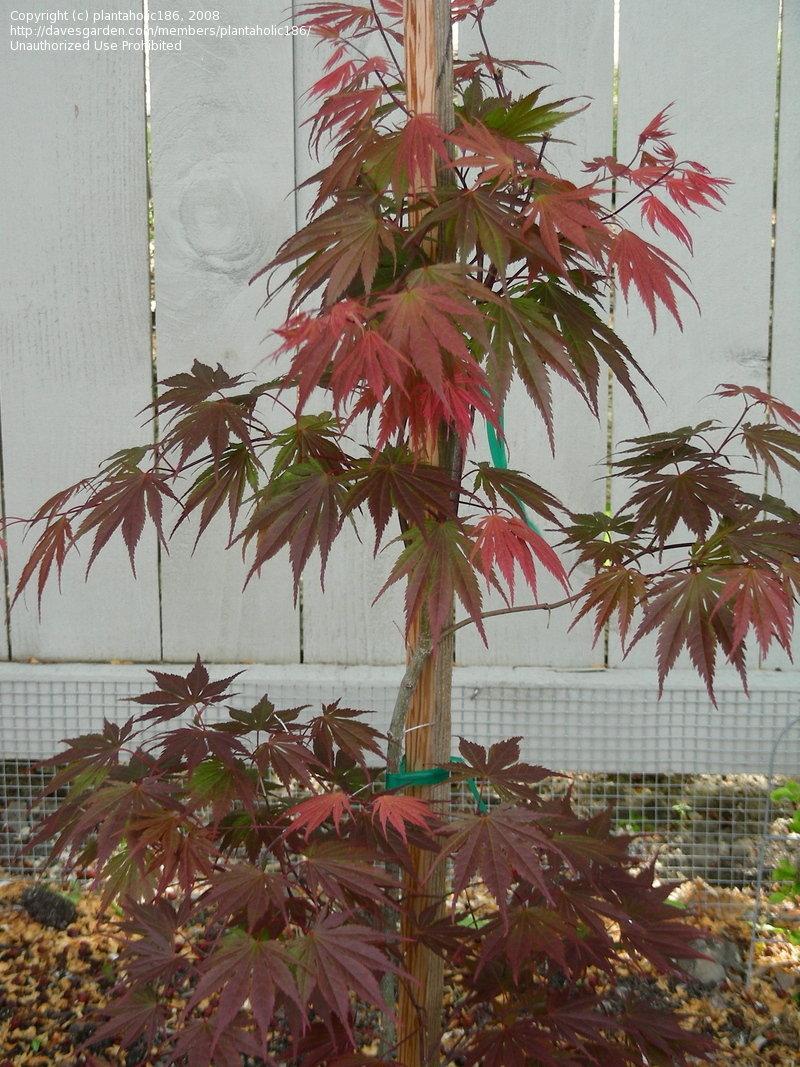 Acer Palmatum 'kinran' - View 18 from www redcrocus com