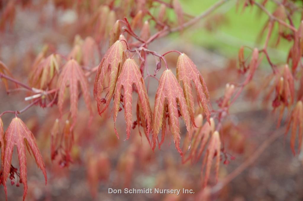 Acer Palmatum 'kinran' - View 19 from www redcrocus com
