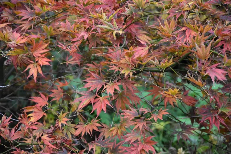 Acer Palmatum 'kinran' - View 1 from www redcrocus com