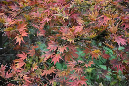 Acer Palmatum 'kinran' - View 1 from www redcrocus com