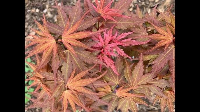 Acer Palmatum 'kinran' - View 20 from www redcrocus com