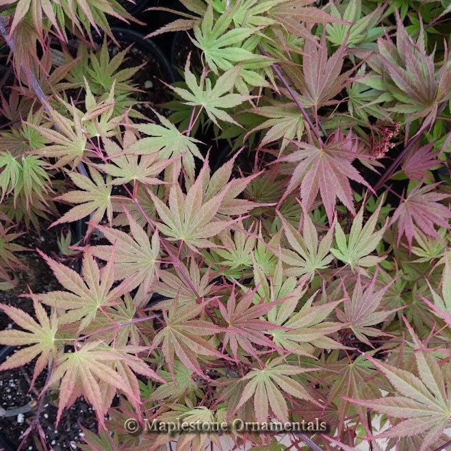 Acer Palmatum 'kinran' - View 21 from www redcrocus com