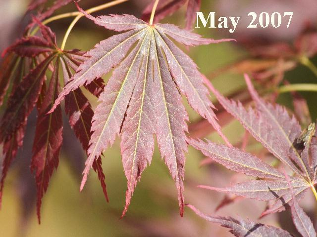 Acer Palmatum 'kinran' - View 22 from www redcrocus com