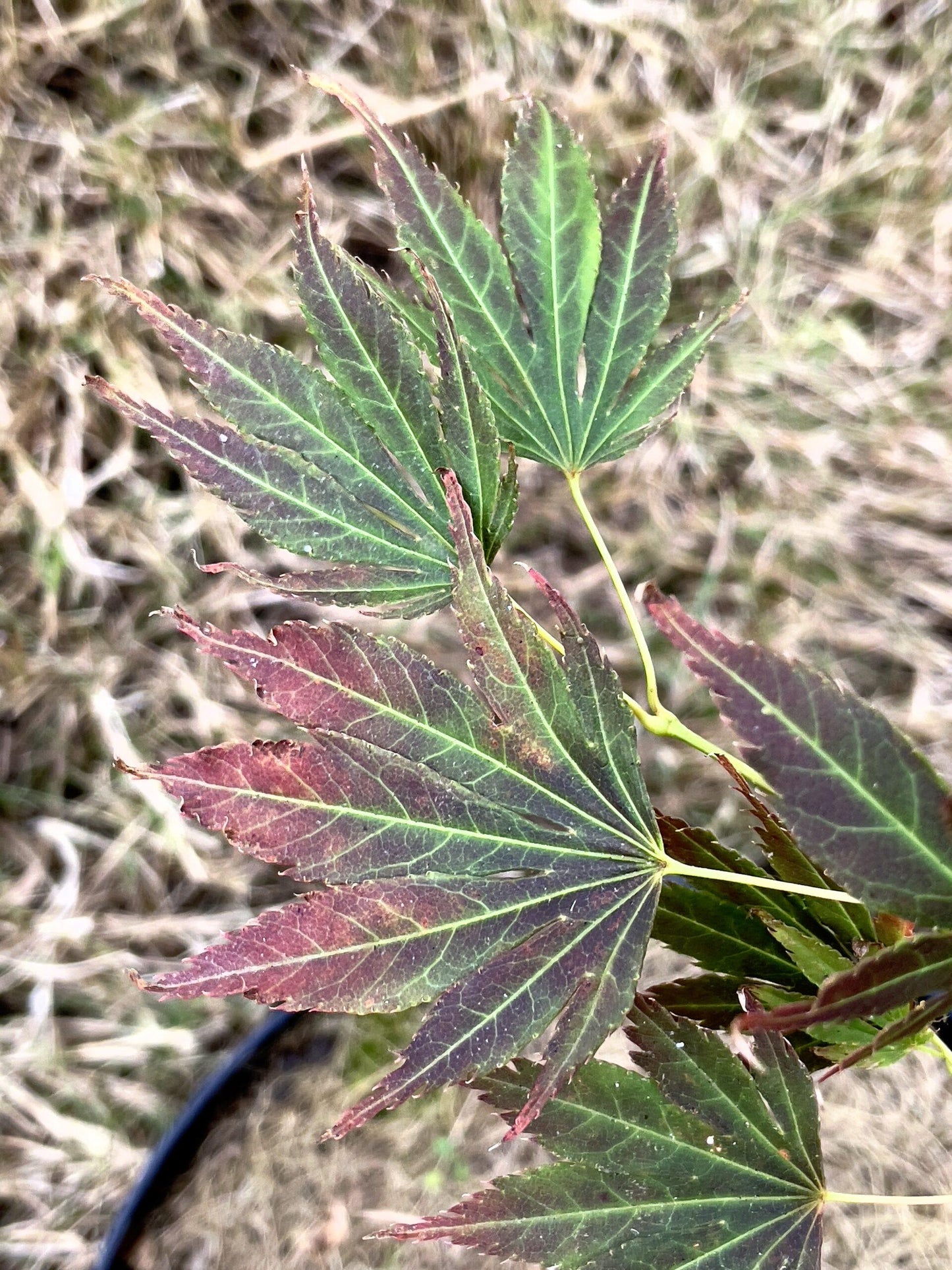 Acer Palmatum 'kinran' - View 25 from www redcrocus com