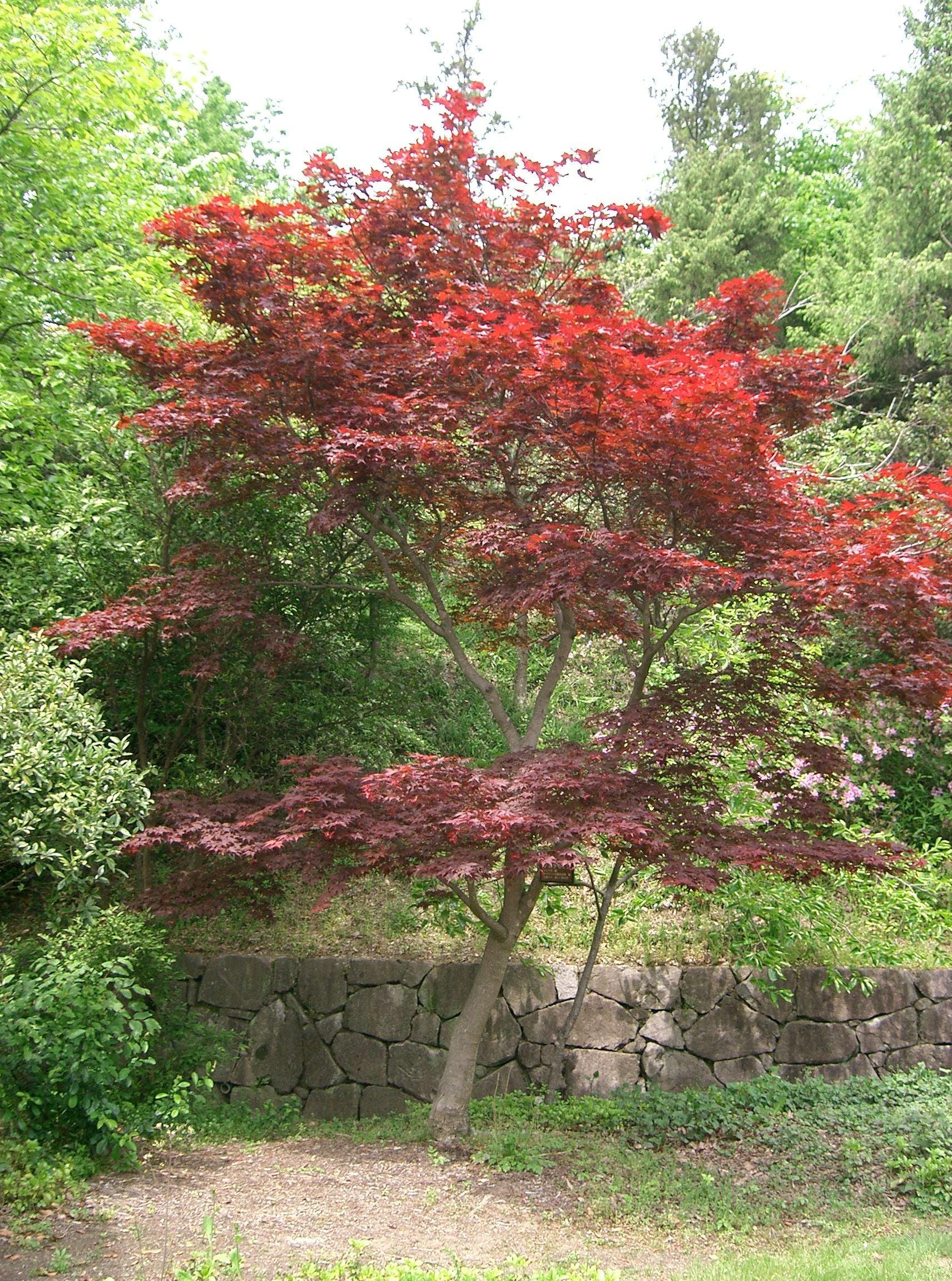 Acer Palmatum 'kinran' - View 26 from www redcrocus com