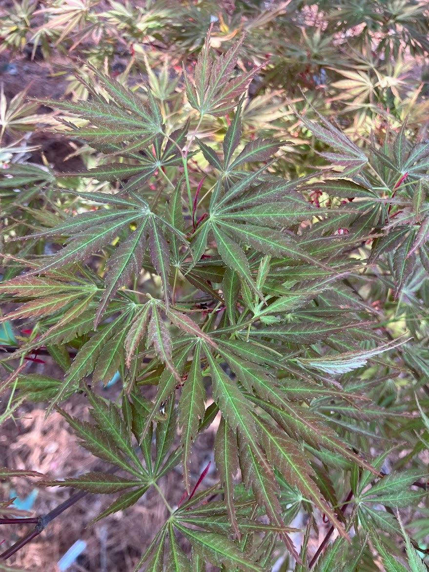 Acer Palmatum 'kinran' - View 27 from www redcrocus com
