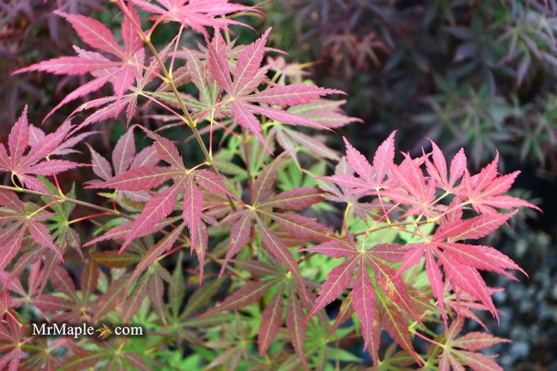 Acer Palmatum 'kinran' - View 28 from www redcrocus com