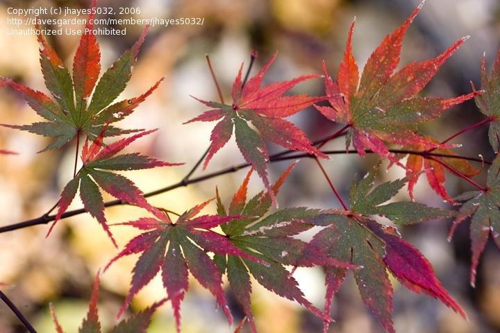Acer Palmatum 'kinran' - View 29 from www redcrocus com