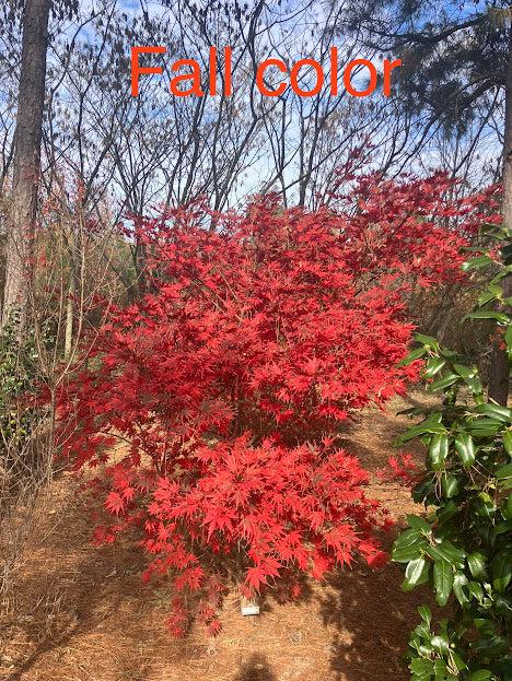 Acer Palmatum 'kinran' - View 2 from www redcrocus com
