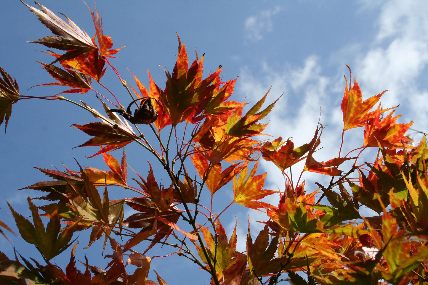 Acer Palmatum 'kinran' - View 30 from www redcrocus com
