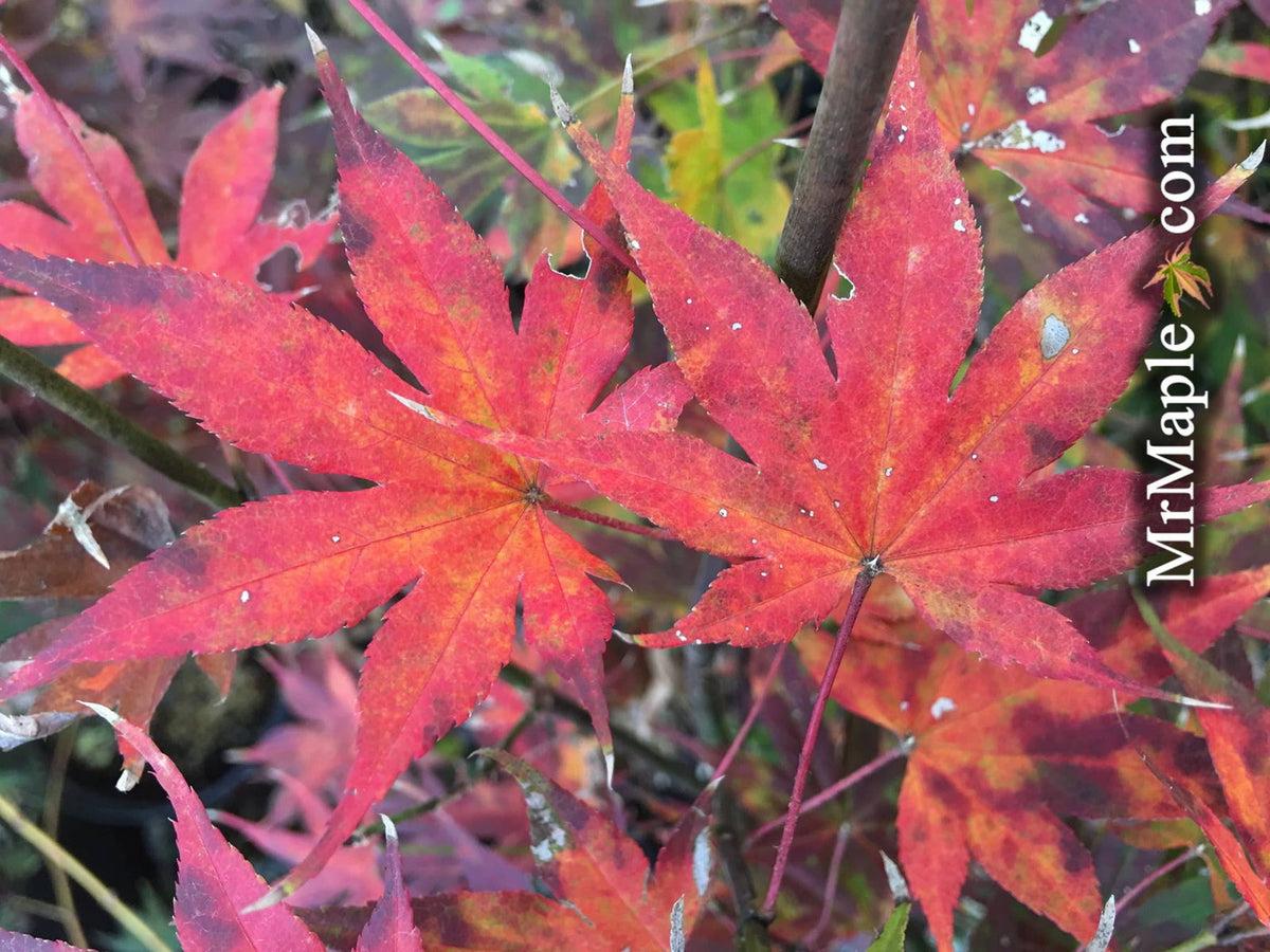Acer Palmatum 'kinran' - View 31 from www redcrocus com