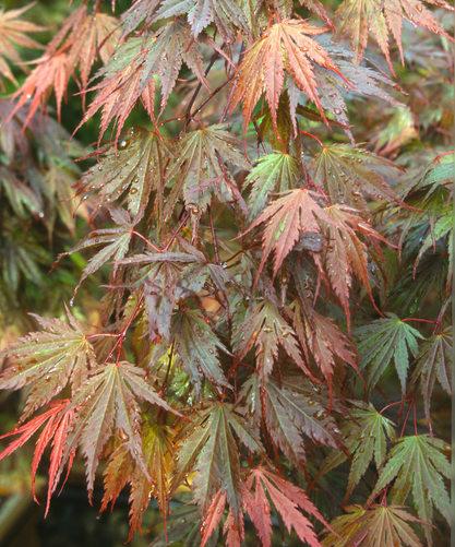 Acer Palmatum 'kinran' - View 3 from www redcrocus com