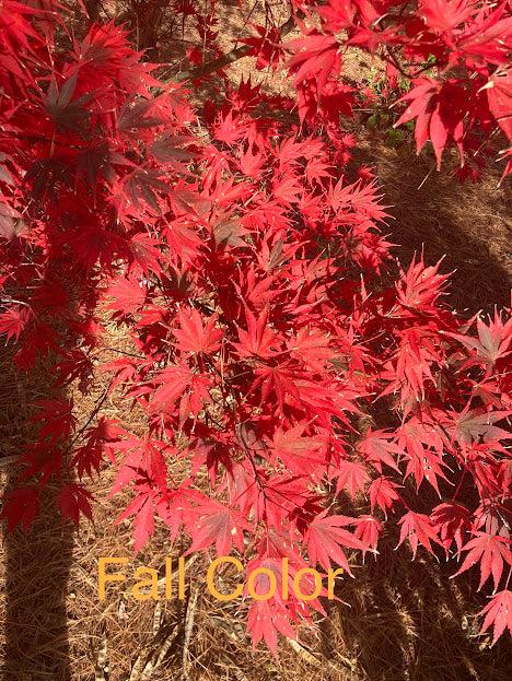 Acer Palmatum 'kinran' - View 4 from www redcrocus com