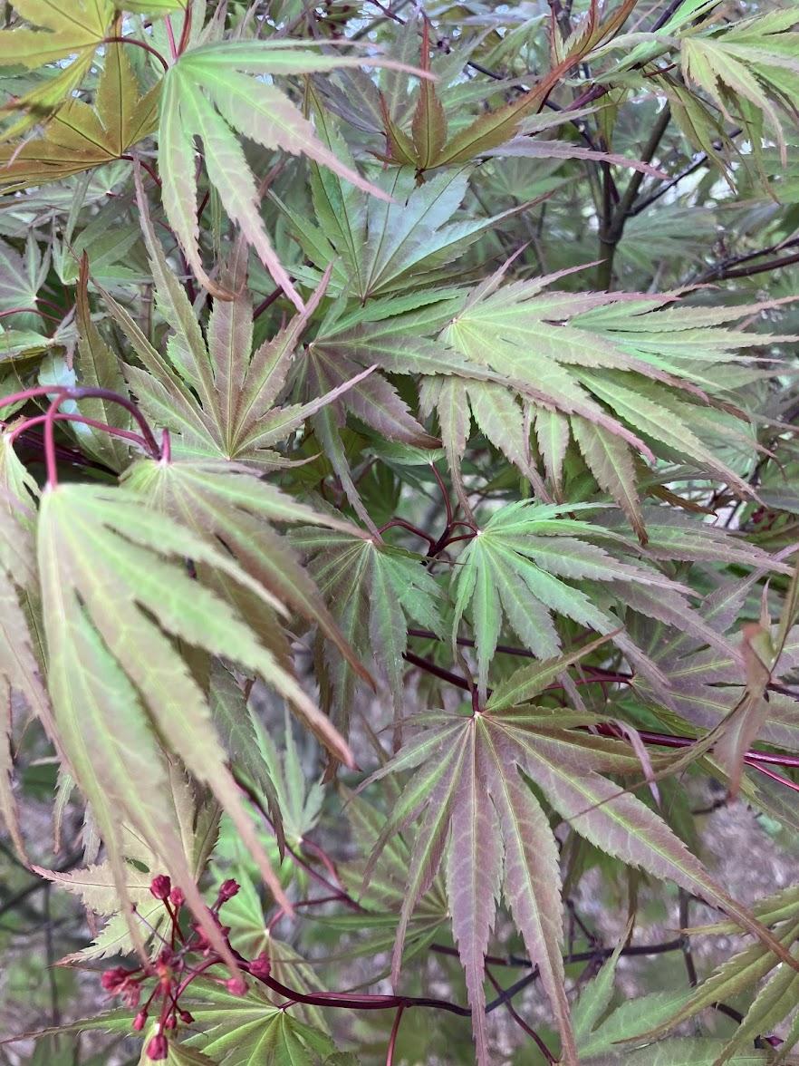 Acer Palmatum 'kinran' - View 5 from www redcrocus com