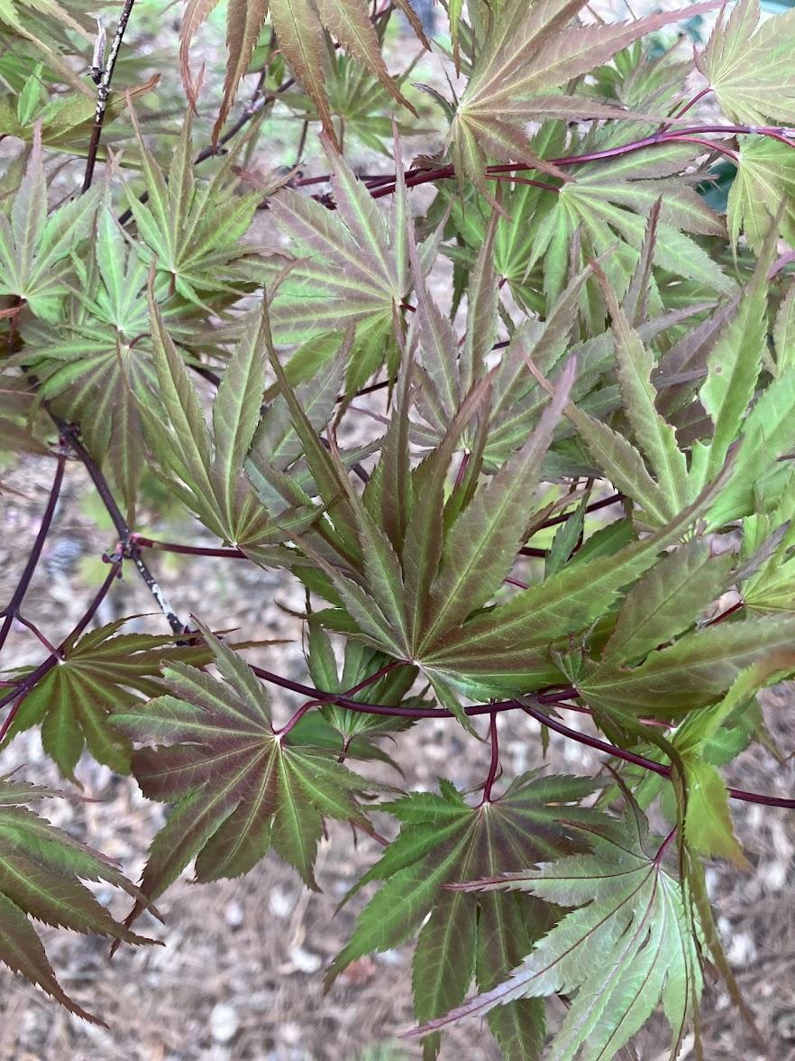 Acer Palmatum 'kinran' - View 6 from www redcrocus com