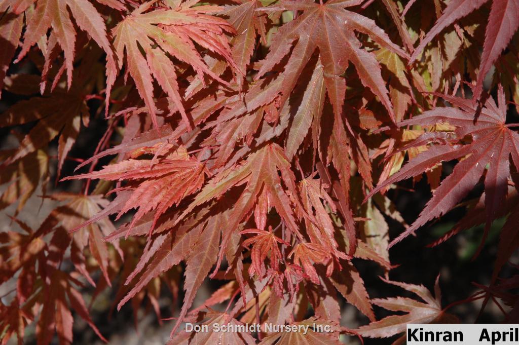 Acer Palmatum 'kinran' - View 7 from www redcrocus com