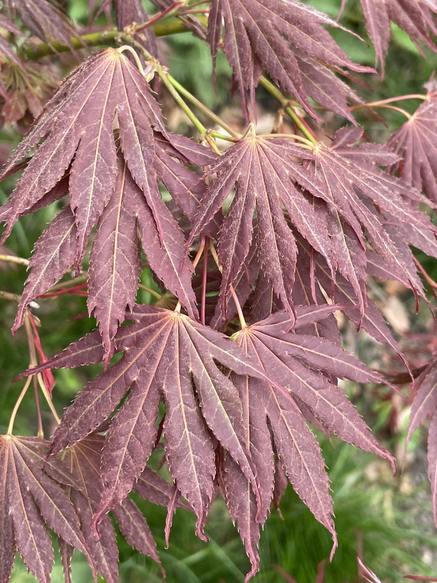 Acer Palmatum 'kinran' - View 8 from www redcrocus com