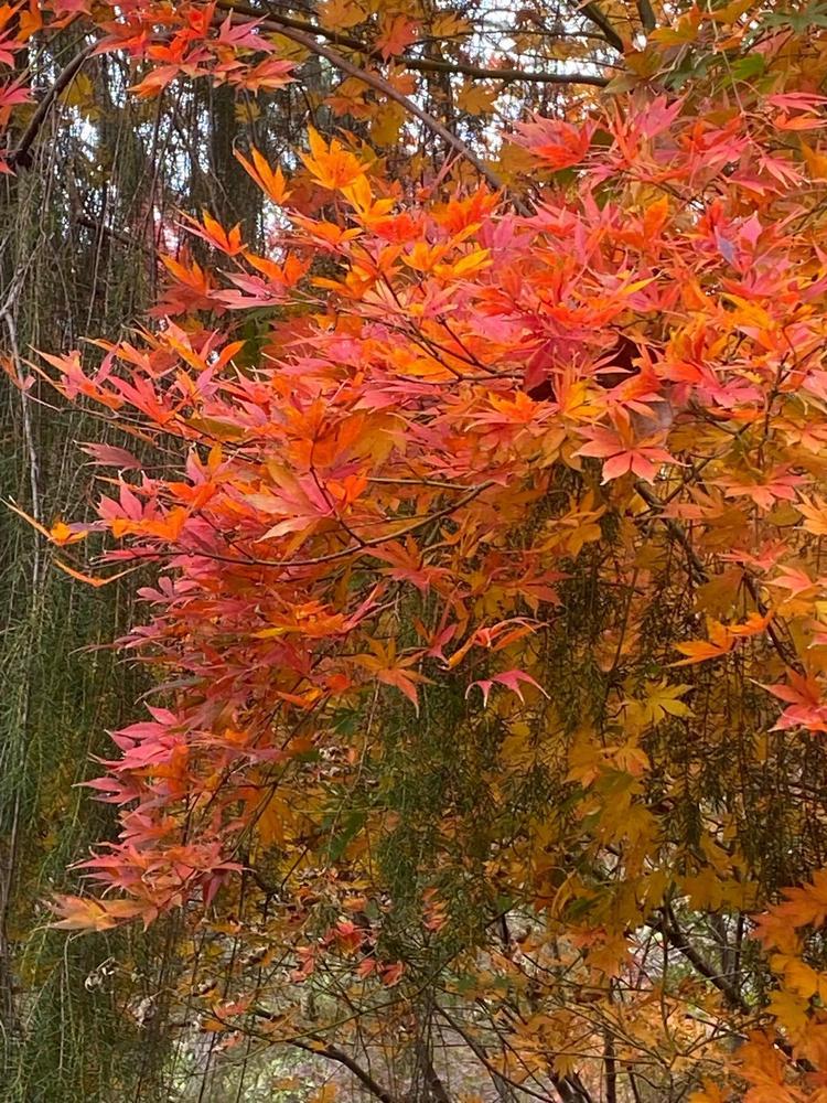 Acer Palmatum 'kinran' - View 9 from www redcrocus com