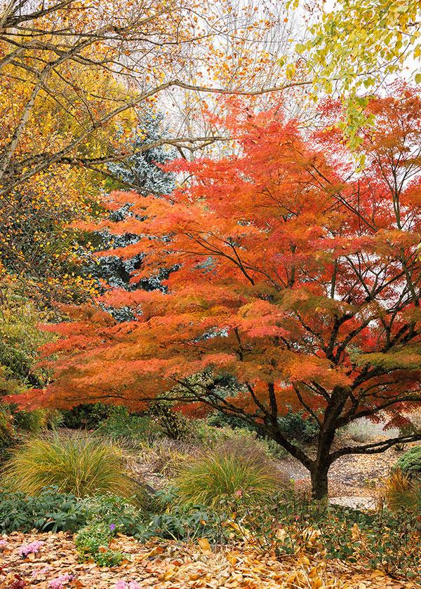 Acer Palmatum 'winter Orange' - View 10 from www redcrocus com