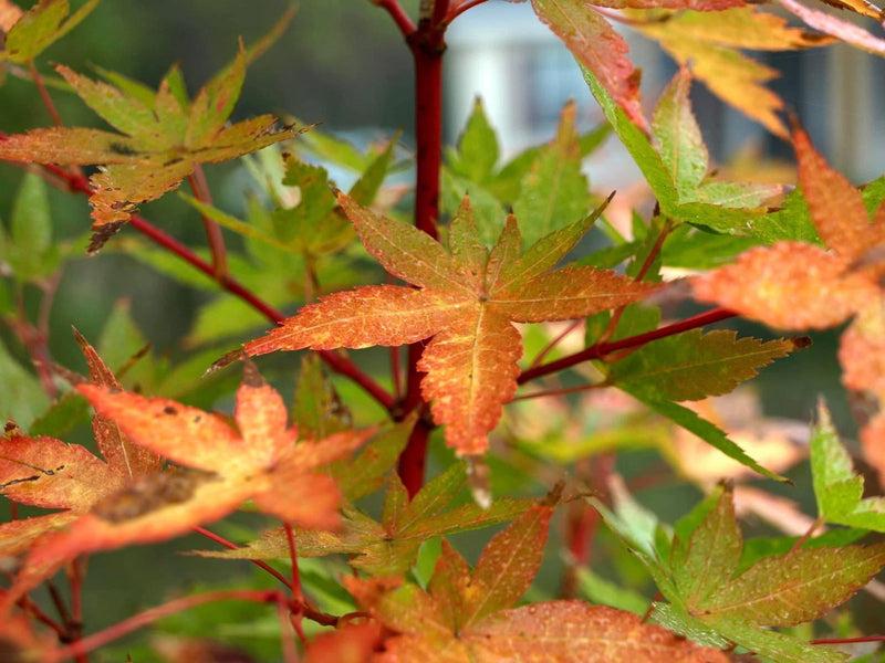 Acer Palmatum 'winter Orange' - View 13 from www redcrocus com