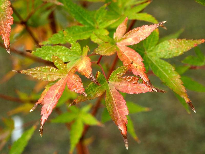 Acer Palmatum 'winter Orange' - View 14 from www redcrocus com