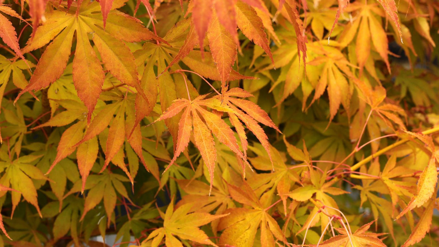 Acer Palmatum 'winter Orange' - View 16 from www redcrocus com
