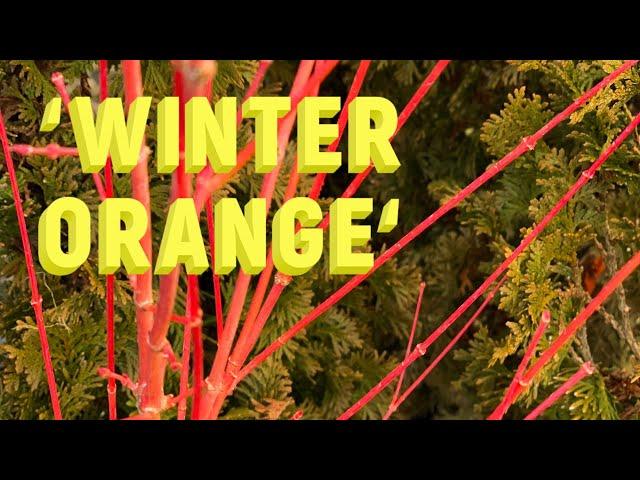 Acer Palmatum 'winter Orange' - View 19 from www redcrocus com