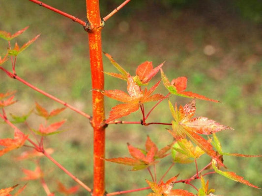 Acer Palmatum 'winter Orange' - View 1 from www redcrocus com