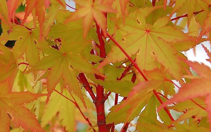 Acer Palmatum 'winter Orange' - View 20 from www redcrocus com