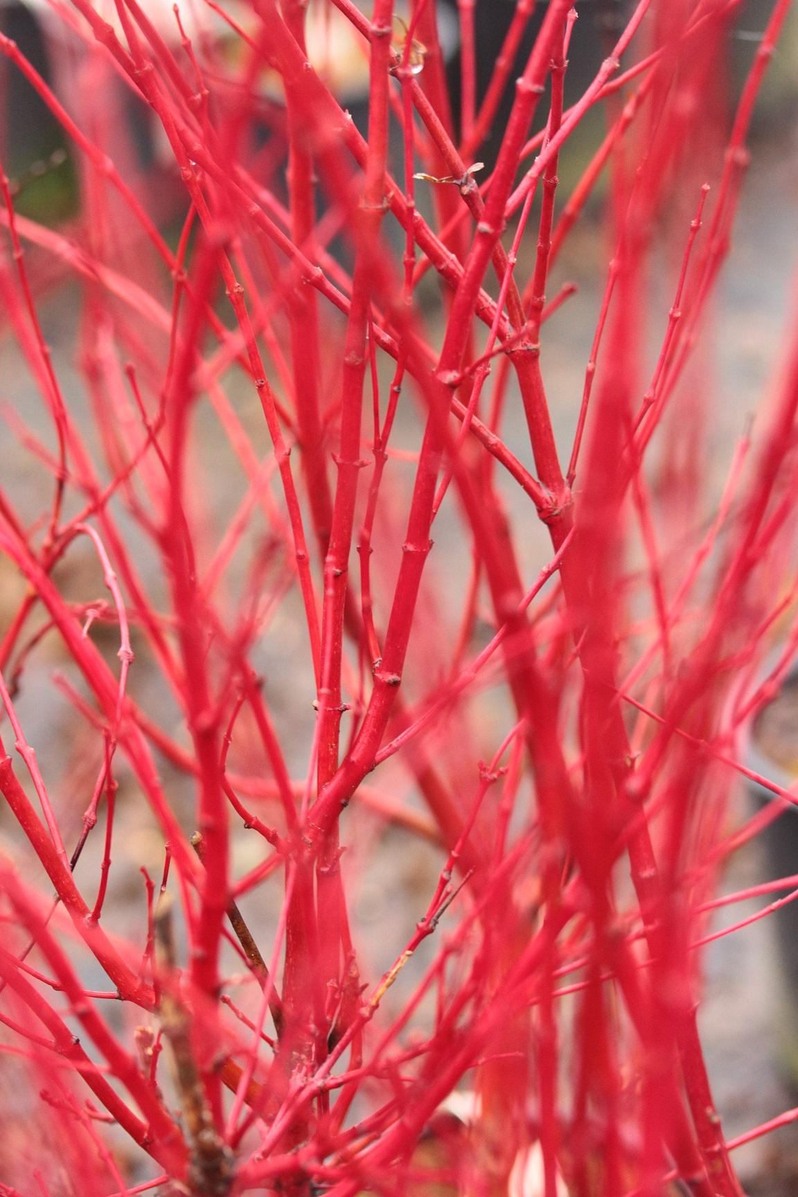 Acer Palmatum 'winter Orange' - View 21 from www redcrocus com