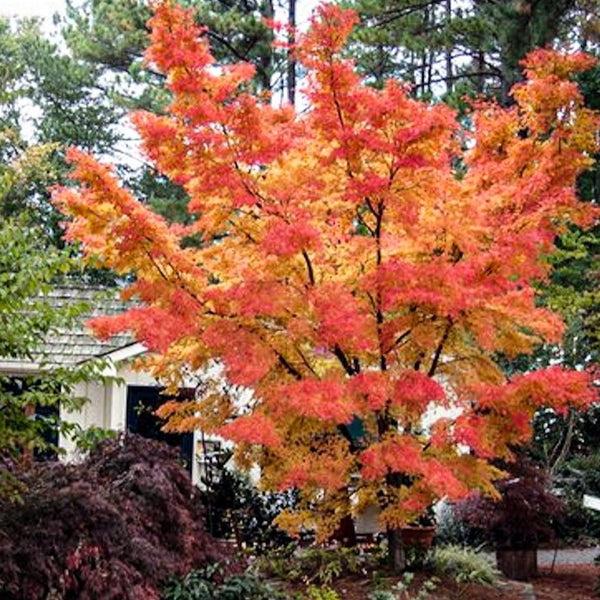Acer Palmatum 'winter Orange' - View 22 from www redcrocus com